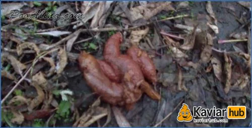 PooAlina hockt sich im herbstlichen Wald hin und macht Stuhlgang - ähnliches Kaviar Video auf KaviarHub